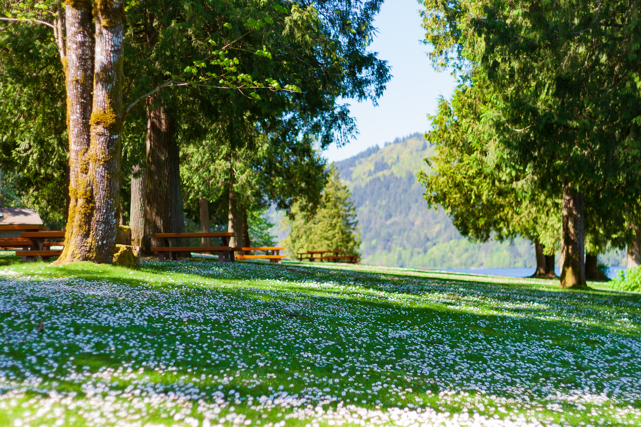 Spring Daisies