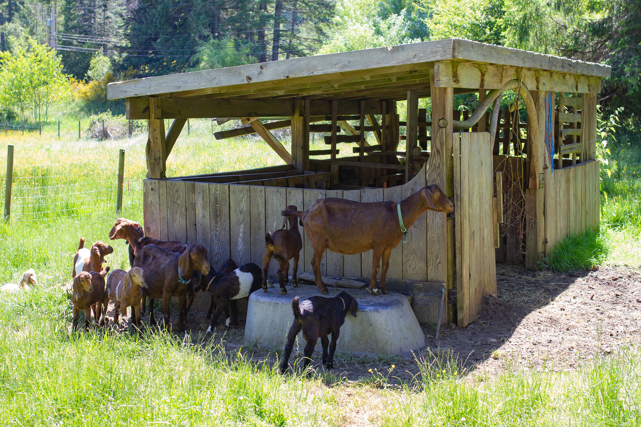 Goats