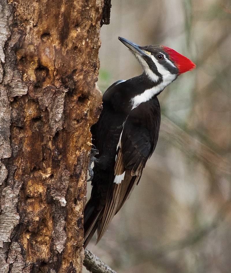 800px-Pileated_Woodpecker_-9597212081--_crop