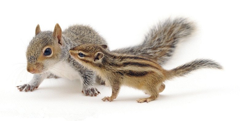 Squirrel-with-Chipmunk