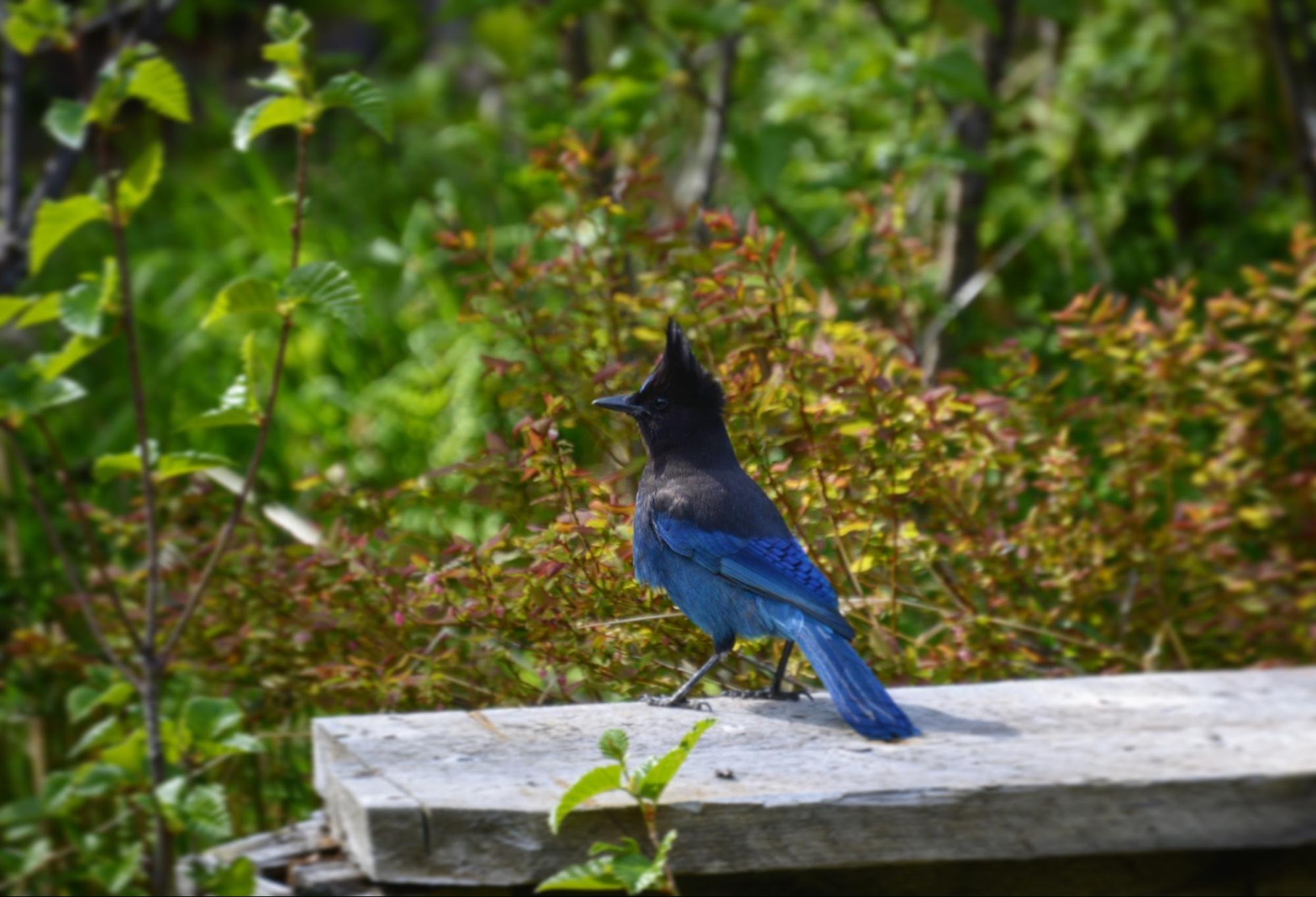 Steller-s_Jay_by_Dillon_Hanson_USFWS